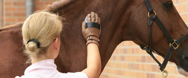 Tierschutz im Turniersport